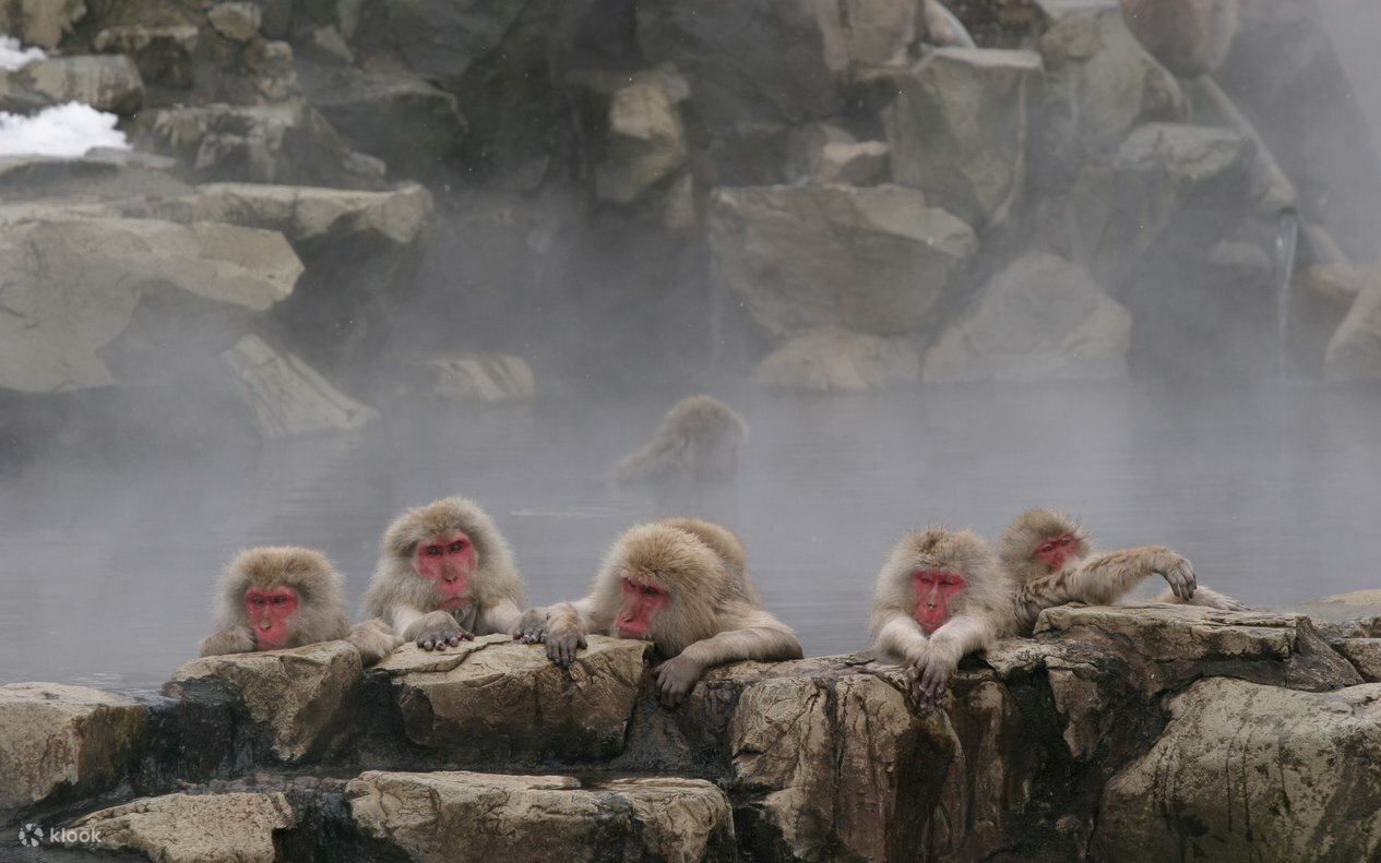 ГРУППОВОЙ ТУР В ЯПОНИЮ "9 ОНСЕНОВ И ДОЛИНА СНЕЖНЫХ ОБЕЗЬЯН" Токио-Юданака-Сибу-Парк снежных обезьян Дзигокудани-Нагано-Мацумото-Осака-Нара-Киото